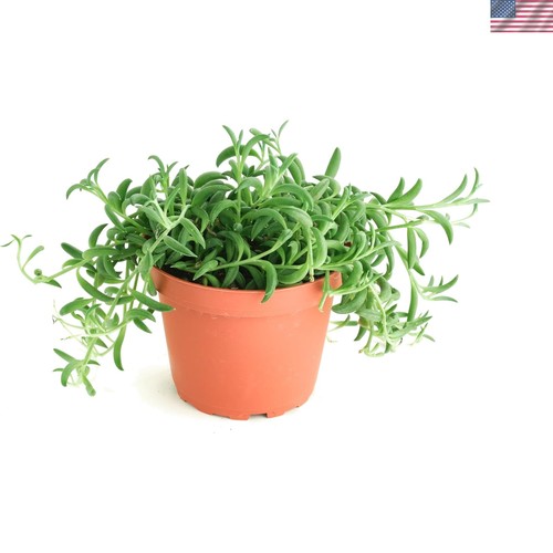 Lively string of - 4",