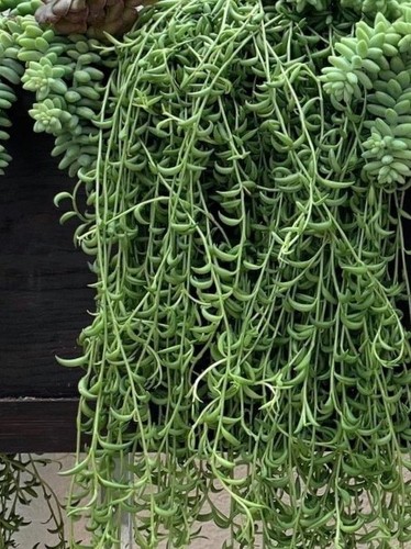 String bananas senecio - string,