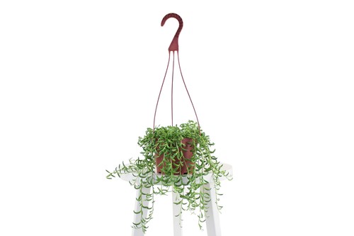Collection string of - string,