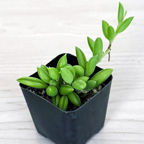 Succulent plant senecio - succulent,