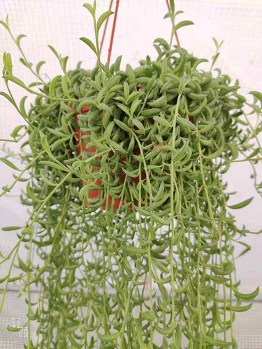 Cuttings pot - cuttings/2", string