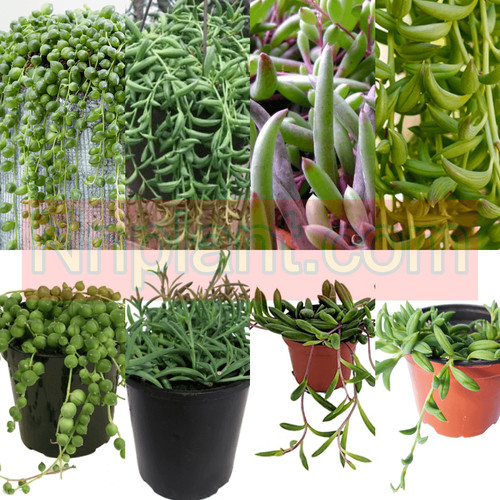 Combo string plant - combo,