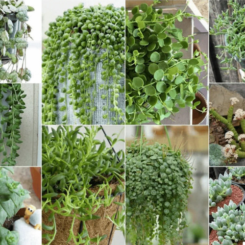 Cuttings type mixed - 35, 7