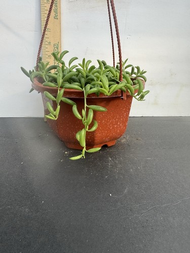 Senecio string bananas - string,