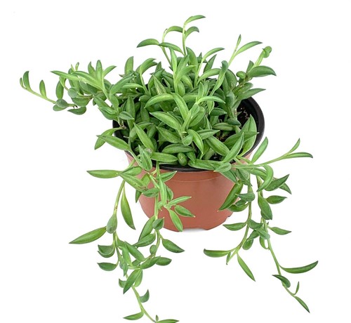 String bananas succulents - bananas,