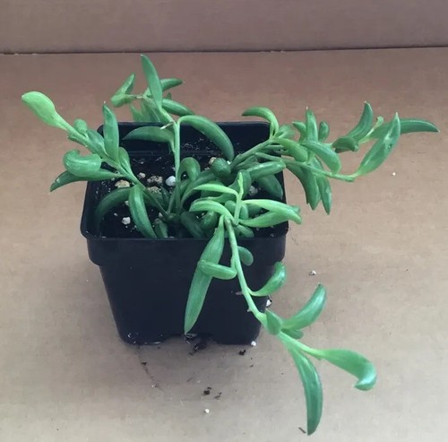 String banana plant 4 - string, of