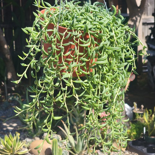 Senecio radicans string - senecio, 'string