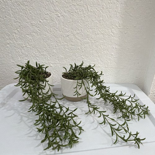 String bananas senecio - 2x,