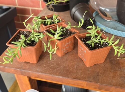 String bananas succulent - of,