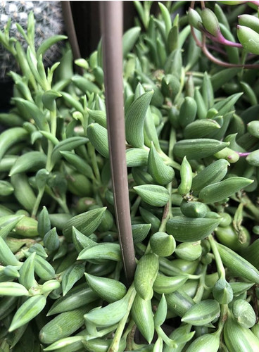 String bananas hanging - string,