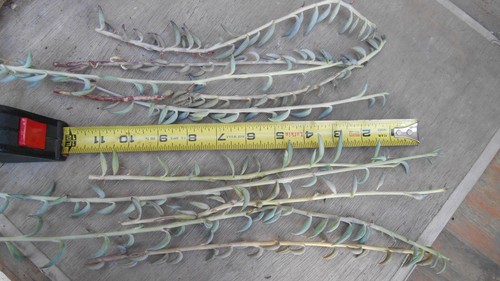 String bananas senecio - string, of
