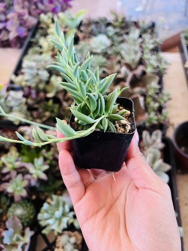 Succulent plant senecio - plant,