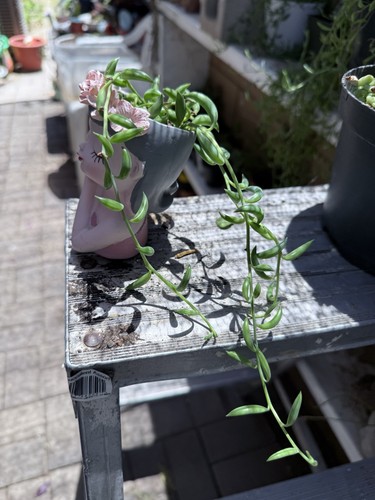 Senecio radicans string - senecio,