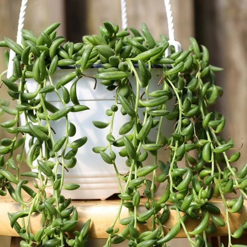 Strings bananas senecio - of,