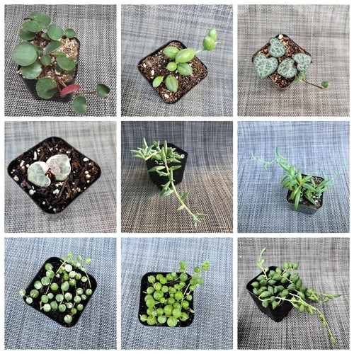 Live succulent string - live, of