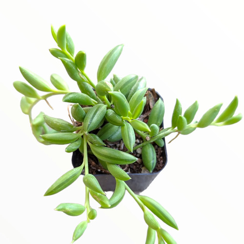 String bananas senecio - of,