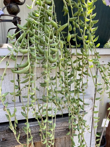 Cuttings organic string of - ,