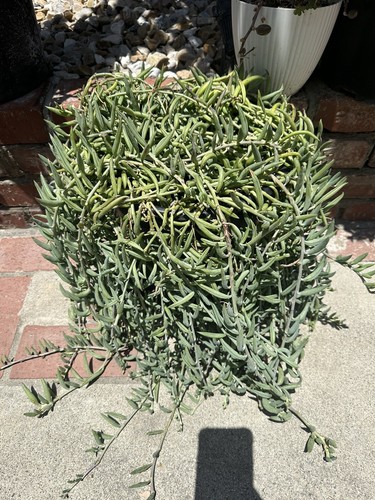 Succulent senecio radicans - succulent,