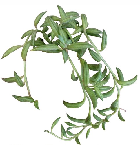 String pearls bananas plant - of,