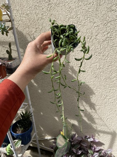String bananas senecio - of,