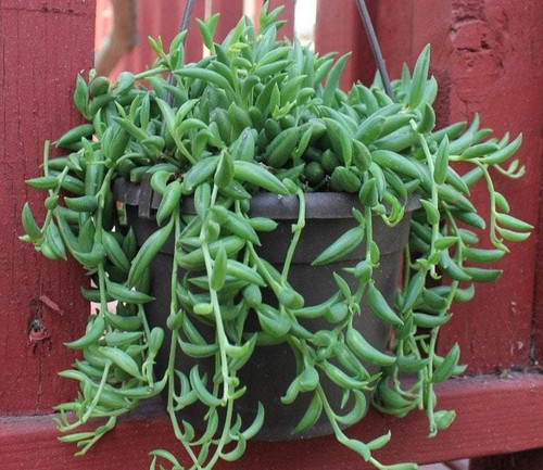 Senecio radicans string - x,