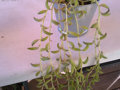 Lot string of bananas - 5,
