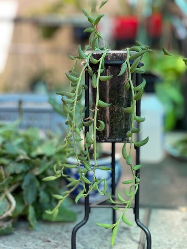 Senecio radicans string - senecio,
